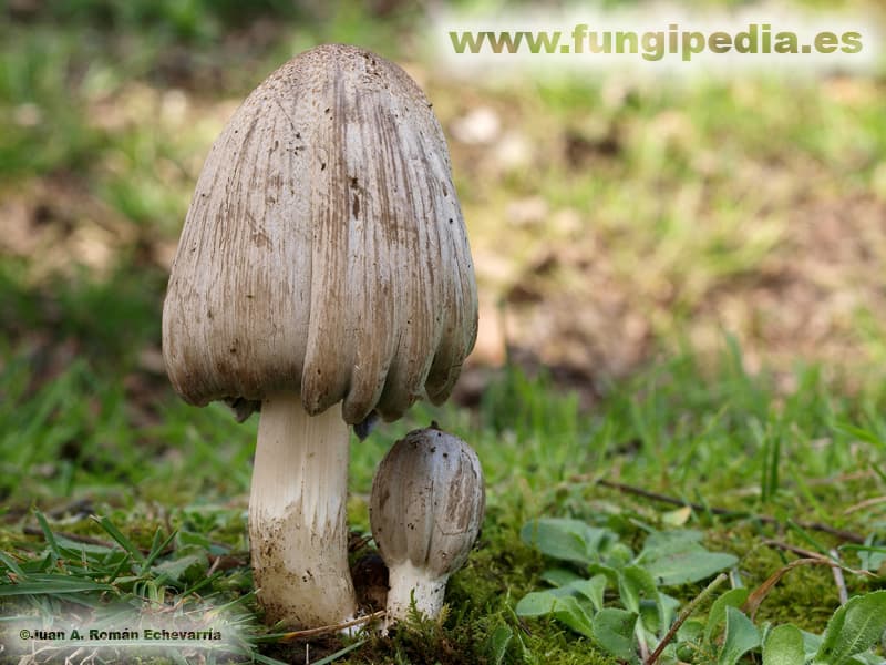 Coprinopsis atramentaria 1
