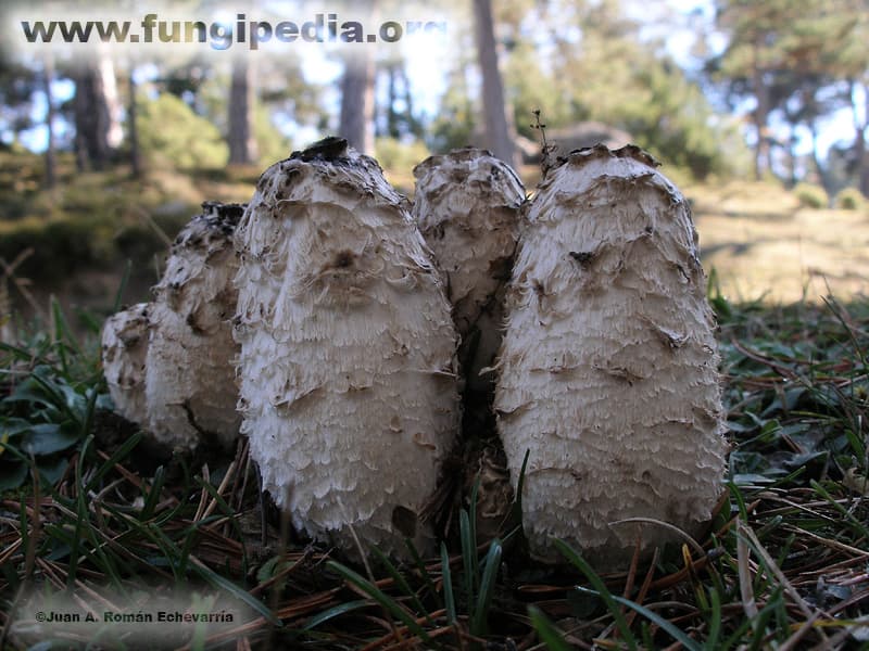 Coprinus comatus 1