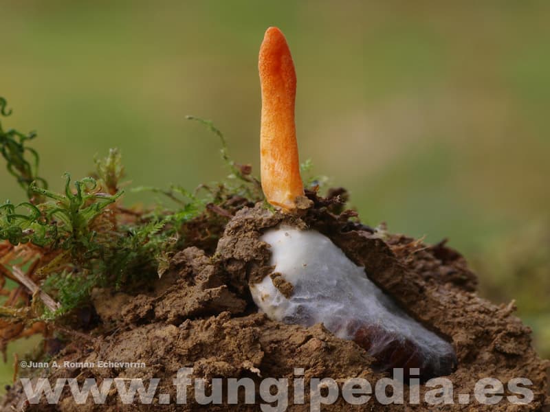 Cordyceps militaris 1