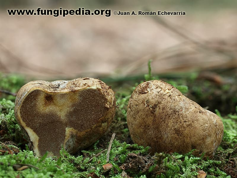 Cortinarius olens 1