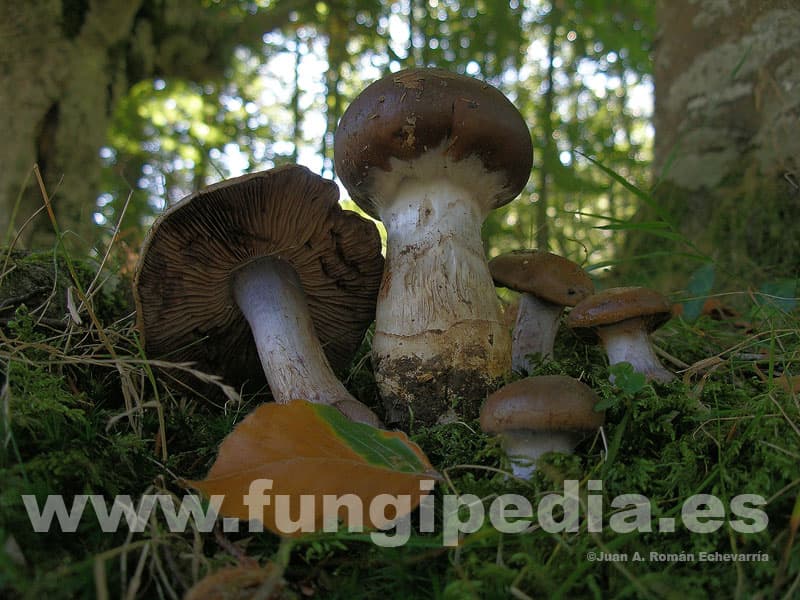 Cortinarius praestans 1