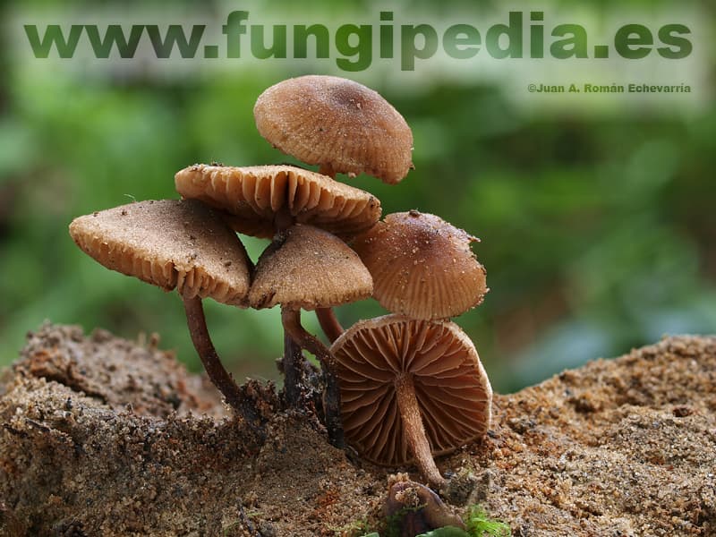 Cortinarius tubarius 1