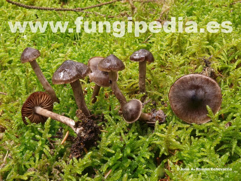 Cortinarius vernus 1