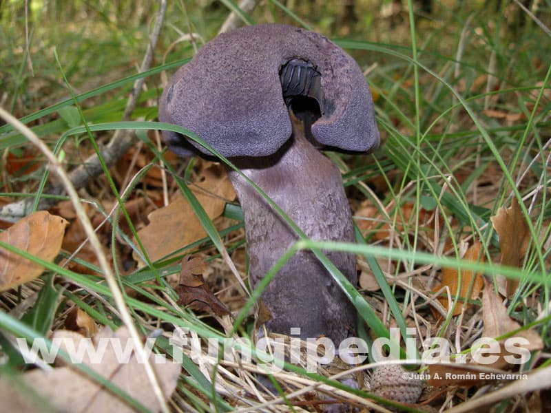 Cortinarius violaceus 1