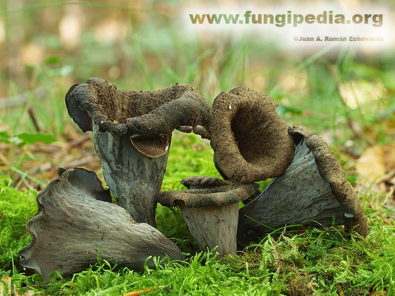 Craterellus cornucopioides 1