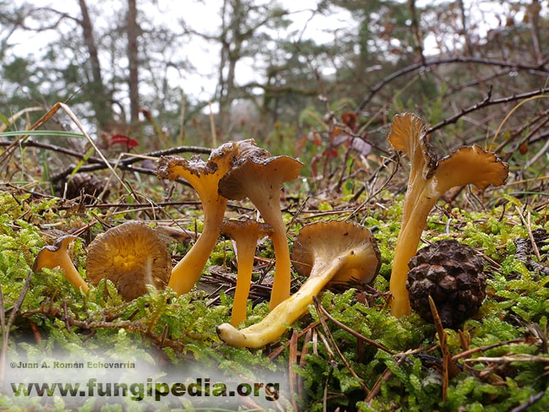 Craterellus lutescens 1