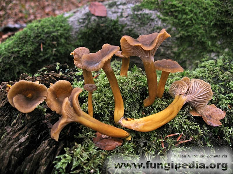 Craterellus tubaeformis 1