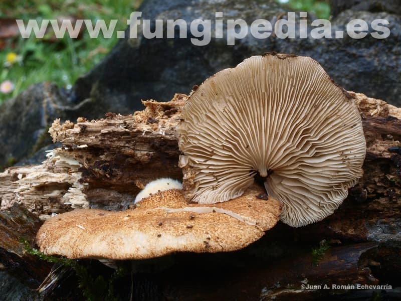 Crepidotus crocophyllus 1