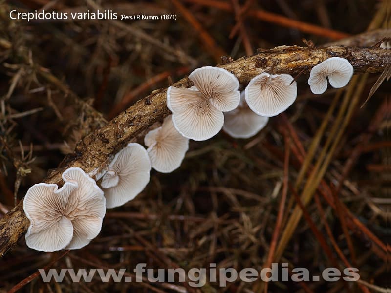 Crepidotus variabilis 1