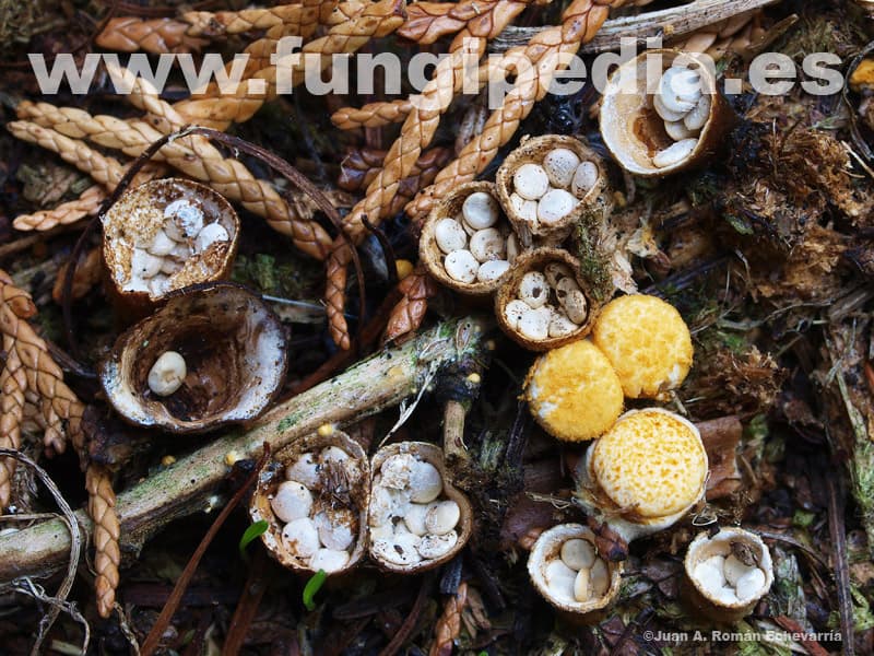 Crucibulum laeve 1
