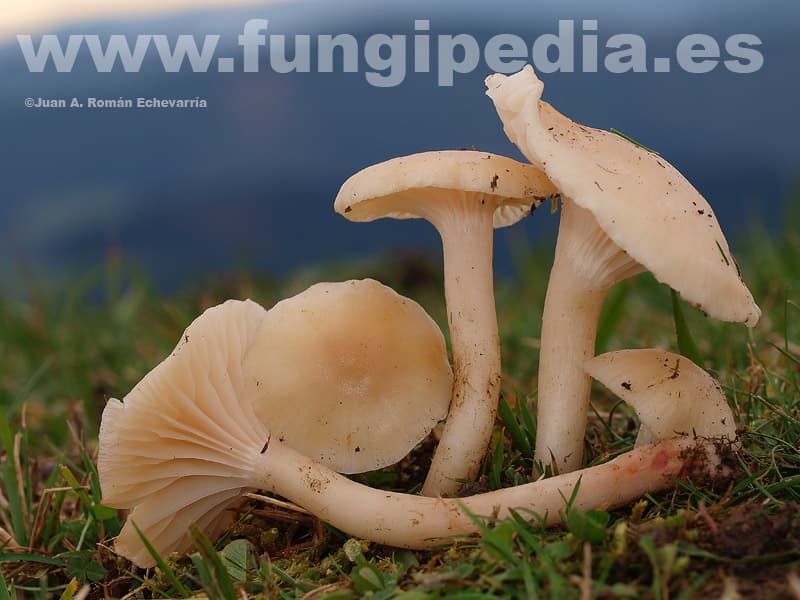 Cuphophyllus virgineus 1