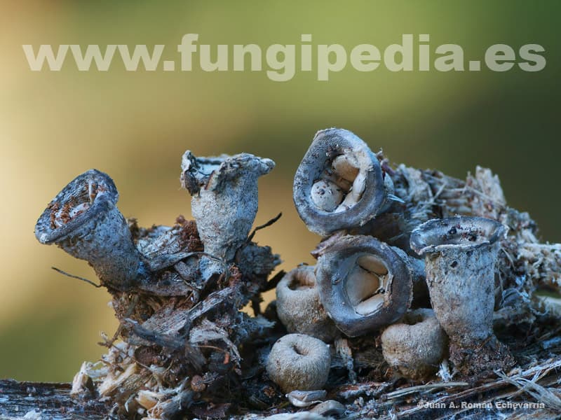 Cyathus olla 1