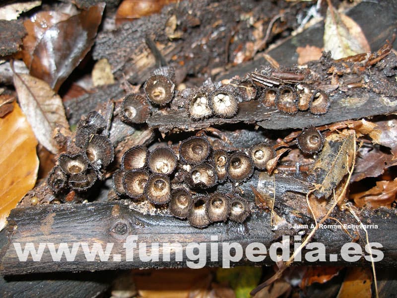 Cyathus striatus 1