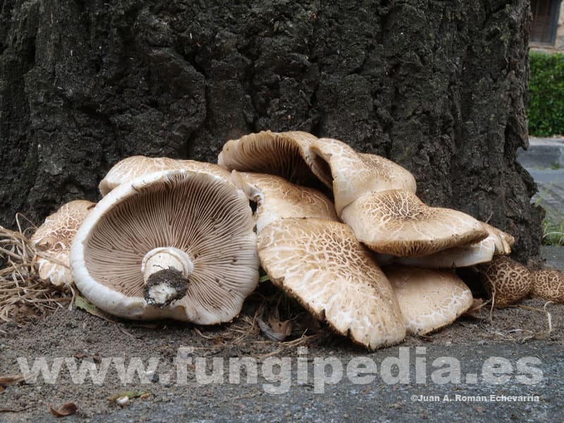 Cyclocybe aegerita 1