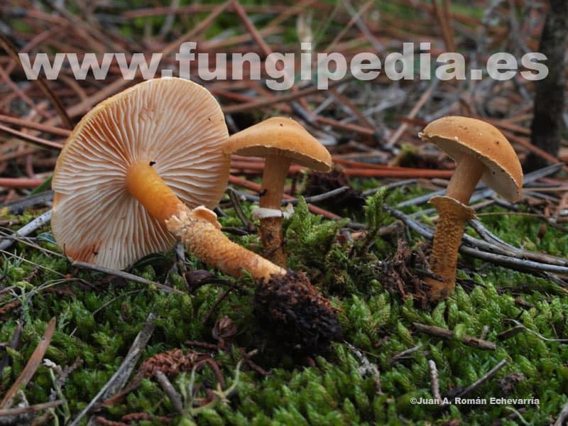 Cystoderma amianthinum 1