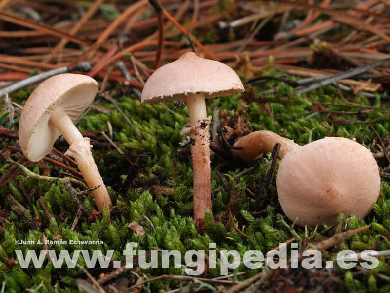 Cystoderma carcharias 1