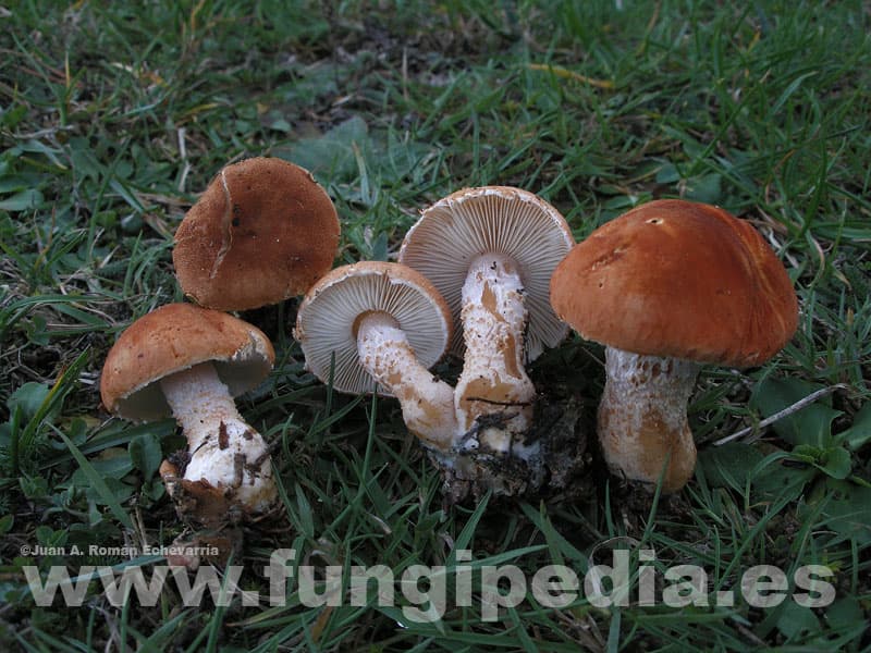 Cystodermella cinnabarina 1
