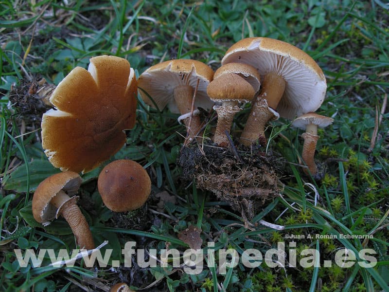 Cystodermella granulosa 1
