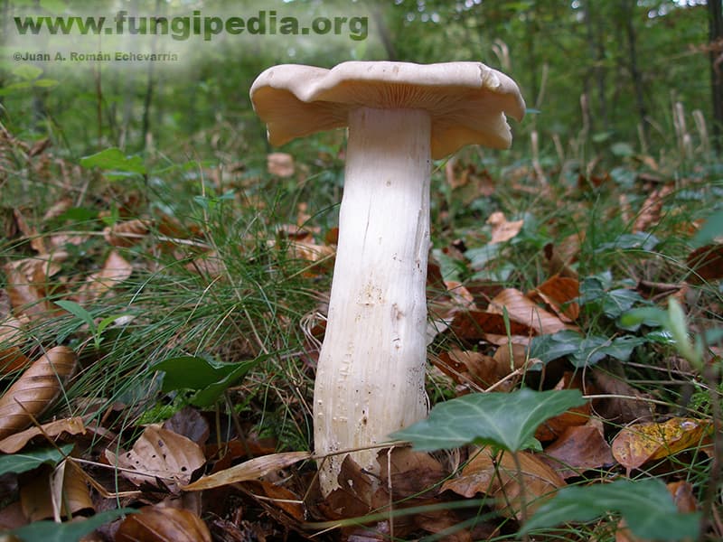 Entoloma sinuatum 1