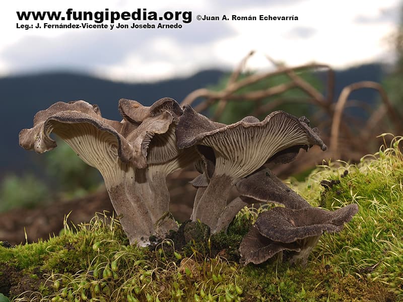 Faerberia carbonaria