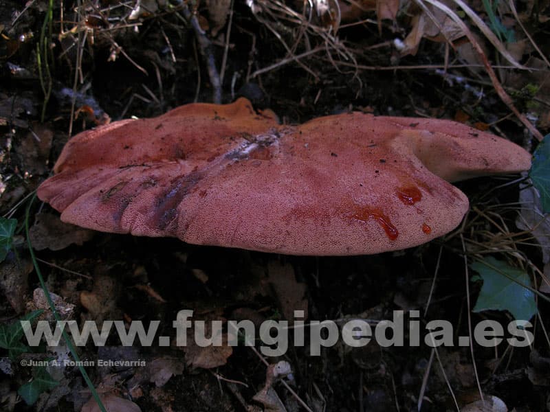 Fistulina hepatica 1