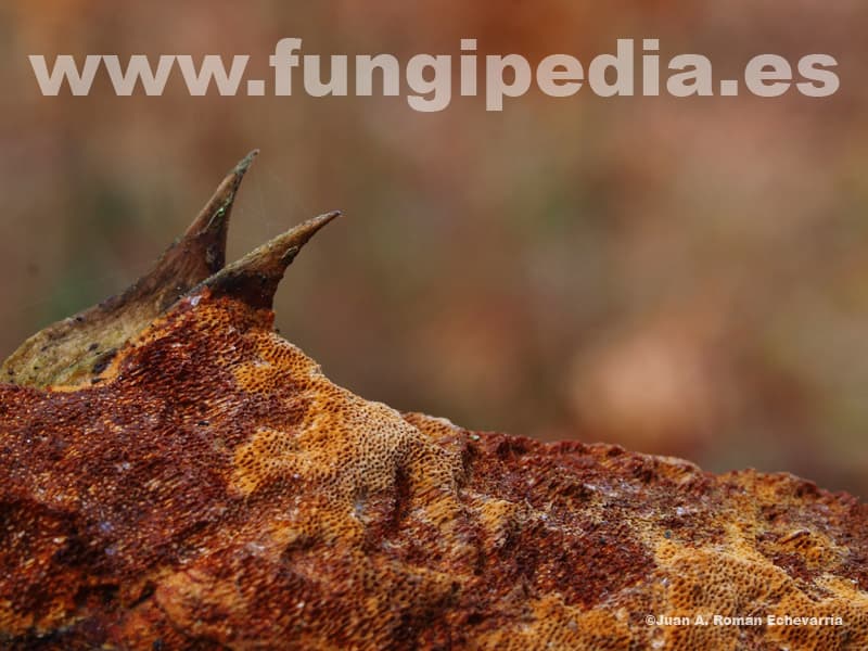 Fuscoporia contigua 1