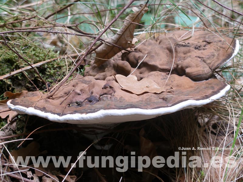 Ganoderma applanatum 1