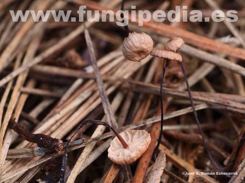 Gymnopus androsaceus 1