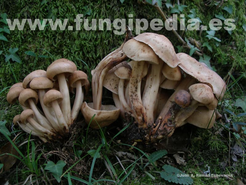 Gymnopus fusipes 1