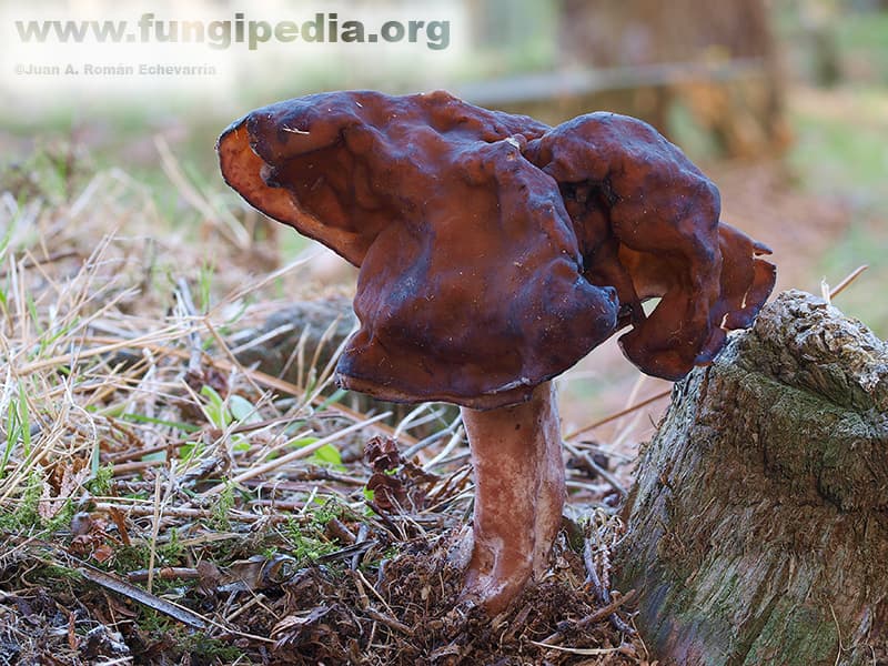 Gyromitra infula 1