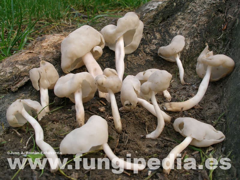 Helvella elastica 1