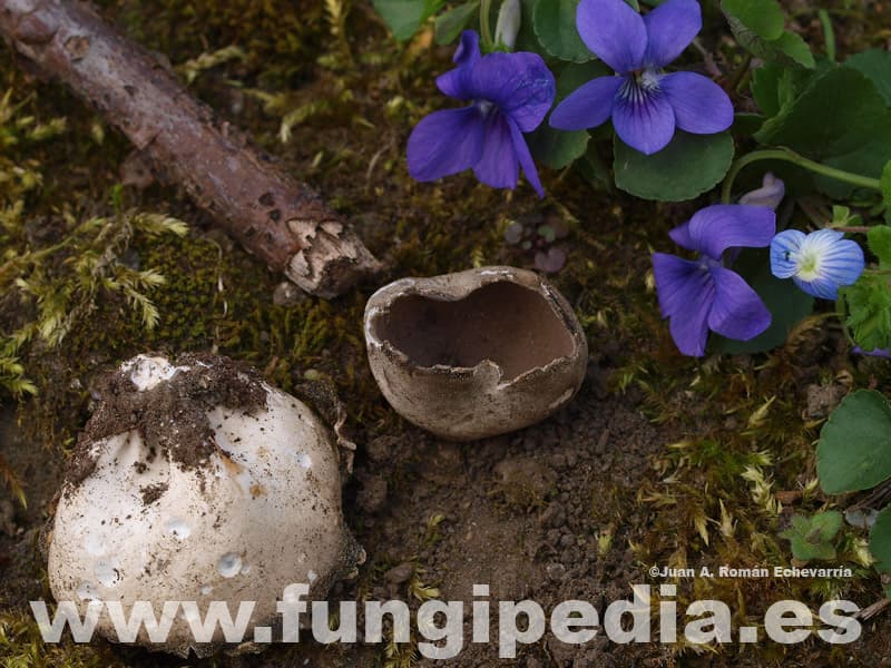 Helvella leucomelaena 1