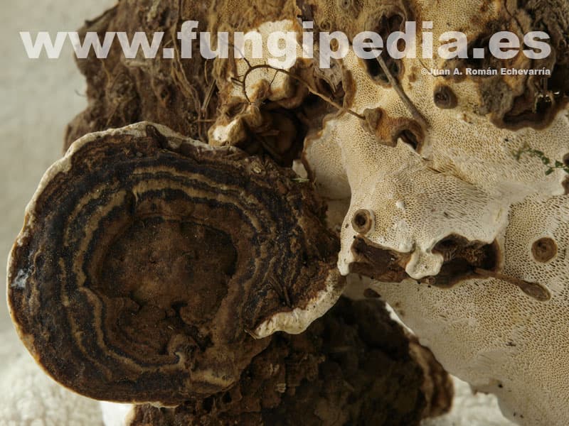 Heterobasidion annosum 1