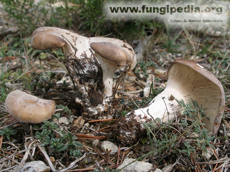 Hohenbuehelia petaloides 1