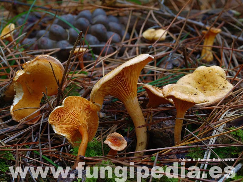 Hygrophoropsis aurantiaca 1