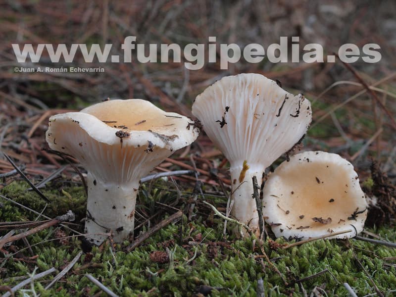 Hygrophorus gliocyclus 1