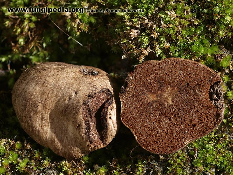 Hymenogaster bulliardii