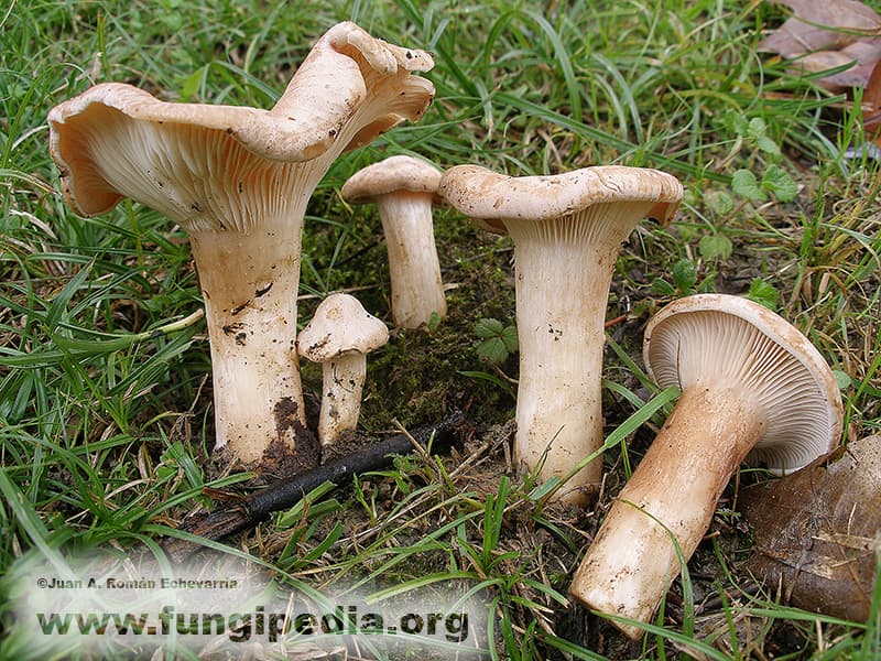 Infundibulicybe geotropa 1
