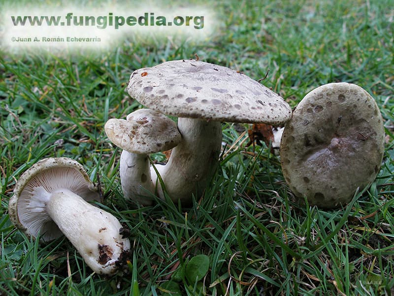 Lactarius blennius 1
