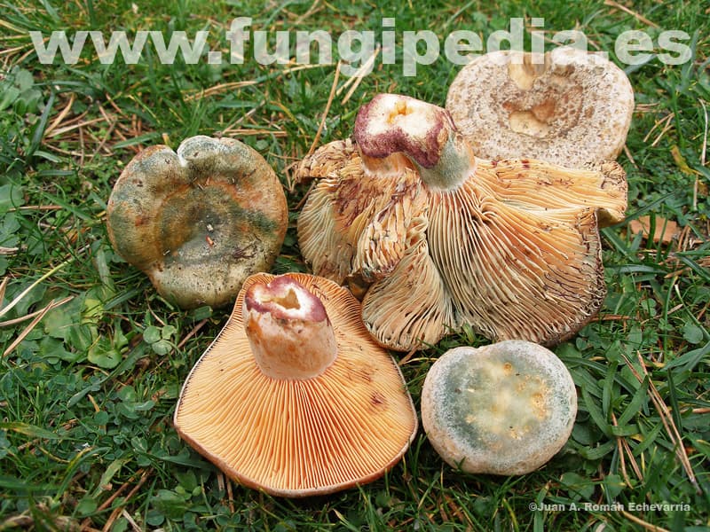 Lactarius semisanguifluus 1