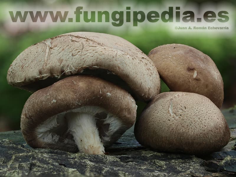 Lentinula edodes 1