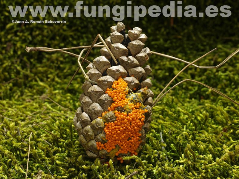Leocarpus fragilis 1