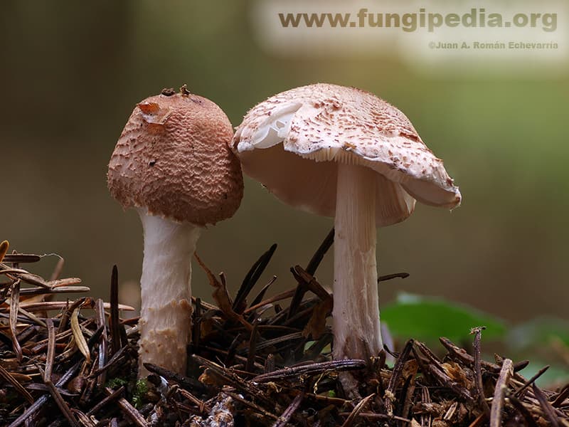 Lepiota brunneoincarnata 1