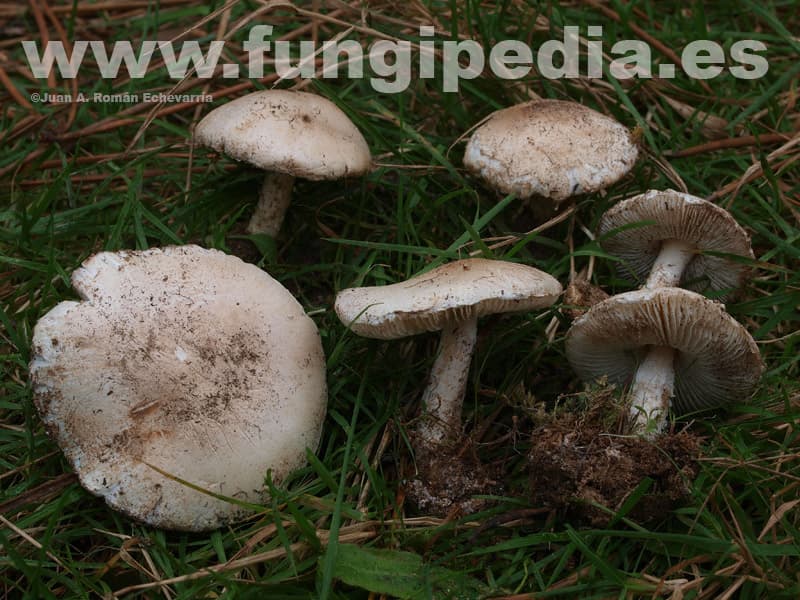 Lepiota erminea 1