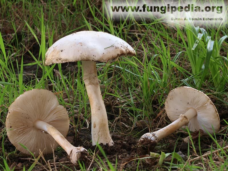 Leucoagaricus leucothites 1
