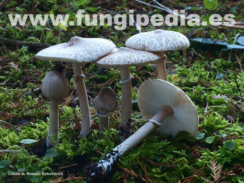 Macrolepiota mastoidea 1