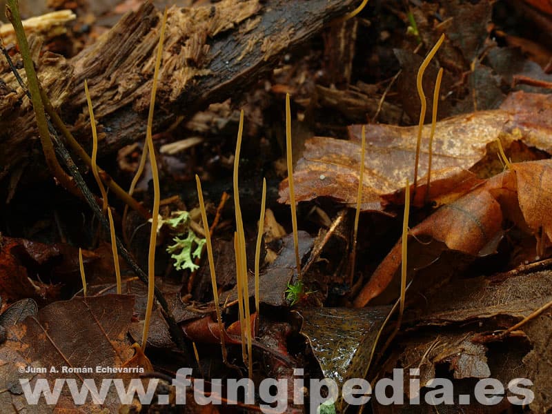 Macrotyphula juncea 1