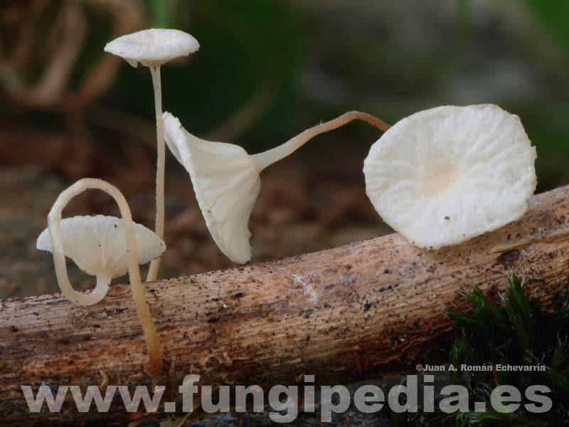 Marasmiellus vaillantii 1
