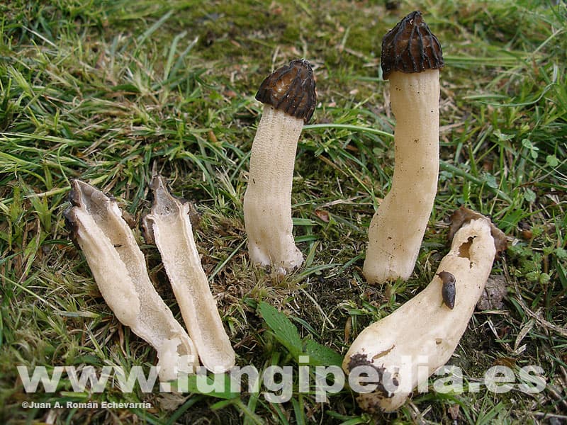 Mitrophora semilibera 1