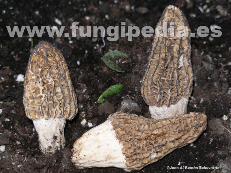 Morchella elata 1